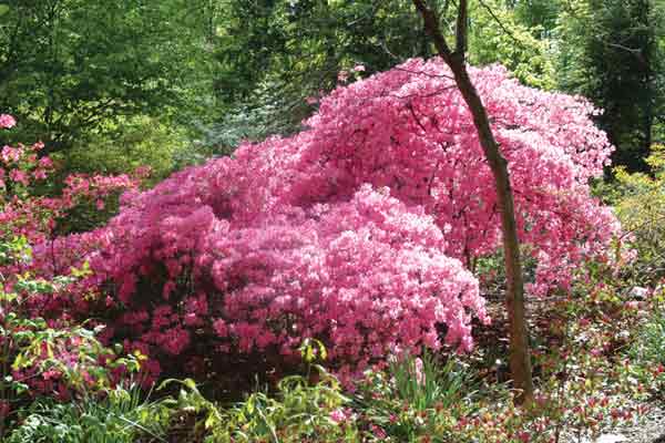 Figure 2: Rhododendron 'Allure' has
the clearest, brightest and most perfect flower color of the pinks.