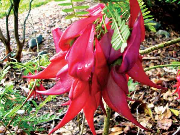 New Zealand native plant Clianthus
puniceus (parrot-beak), Orari Gorge
