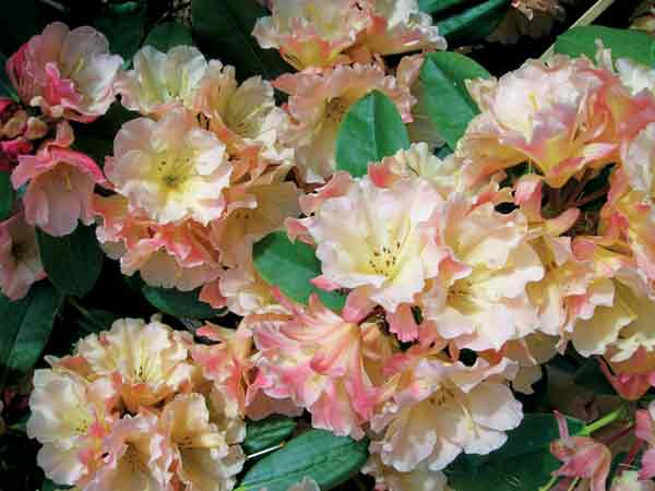 Rhododendron 'Kiwi Magic'