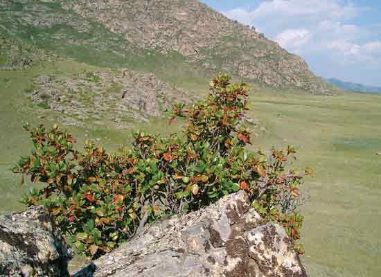 Figure 4: Central Altai: R. ledebourii plants
are dwarfed, (30 - 50 cm tall), alt. 1000 m.