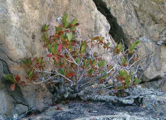 Figure 5: Central Altai: R. ledebourii grows from cracks
in the rock; there is no visible soil.
