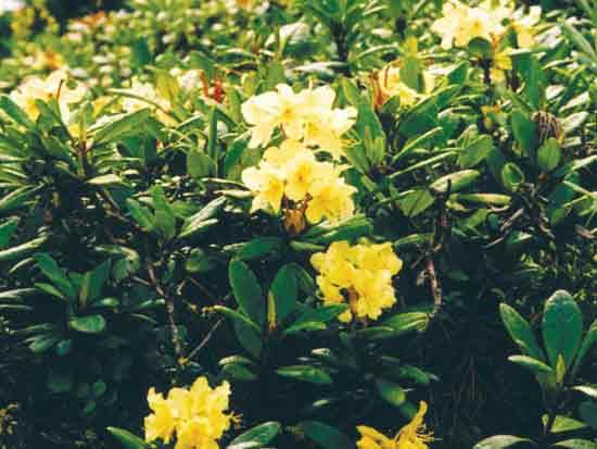Figure 7: Rhododendron aureum Georgi