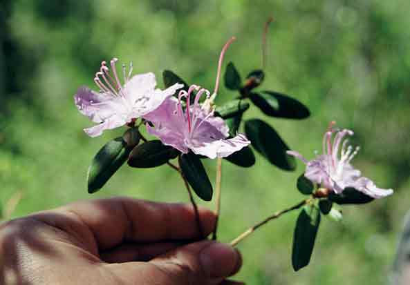Figure 14: Large single flowers,
4.5�5 cm across, pale lavender, broadly funnel shaped to almost flat-faced; 'inverse umbrella'
resulting from a symmetrical broadly-open corolla with stamens arranged almost perpendicular to
the corolla plane.