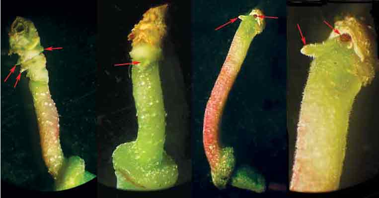 Figure 16: Arrows point to pedicel buds.
The image furthest to the right is a close-up of the image just to its left.