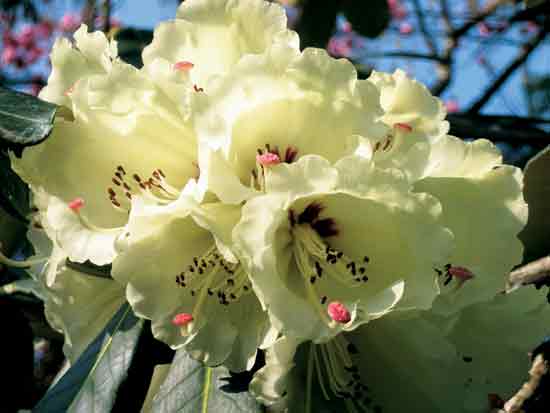 Figure 4: Rhododendron
macabeanum