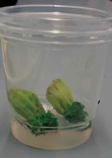 Figure 6: Rhododendron macabeanum
growth response from floral tissue, which seems to be a better option for culturing this
particular plant.