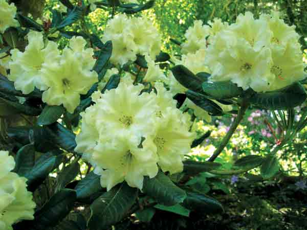 Rhododendron 'Kiwi Pearl'