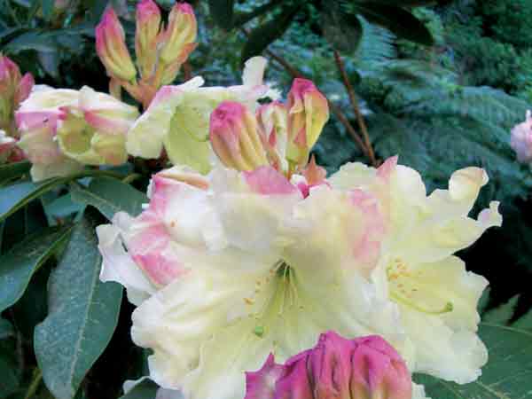 Rhododendron 'Ilam Cream'