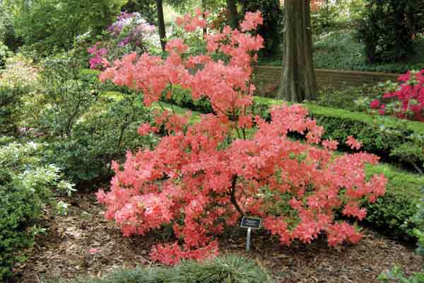 Figure 5: Rhododendron 'Ambrosia' has
an unusual color that azalea collectors describe as yellowish pink.