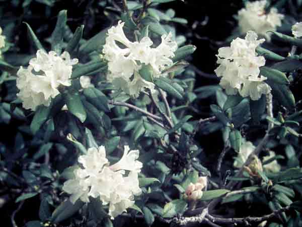 Rhododendron collettianum