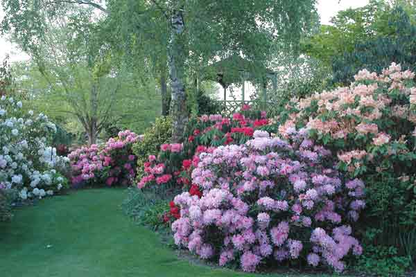 The Belvedere among the rhododendrons.