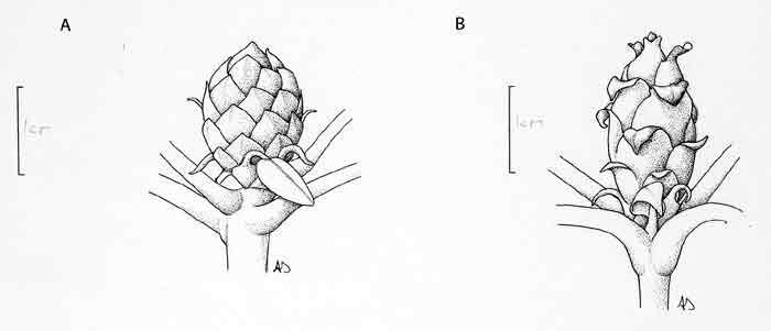 Fig. 3: Bud morphology of (A) R.
atrichum ssp atrichum and (B) R. verticillatum.