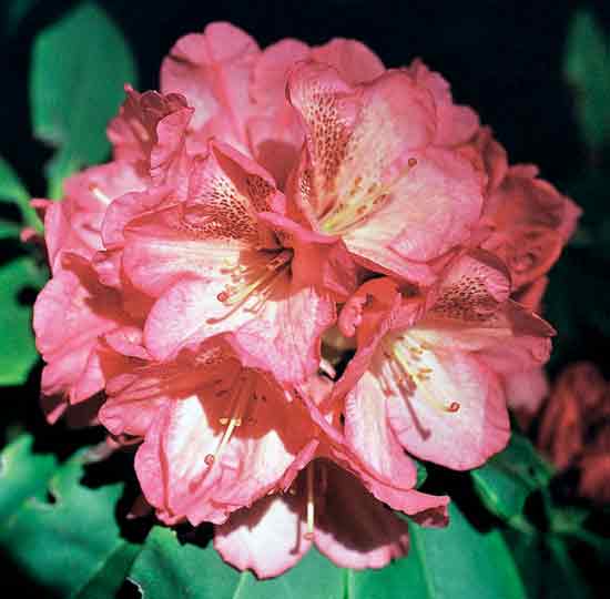 R. 'Coral Blossom' x R. 'Casanova'