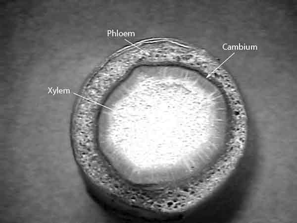 Cross section of a stem 
of Rhododendron decorum showing xylem, phloem, and cambium.