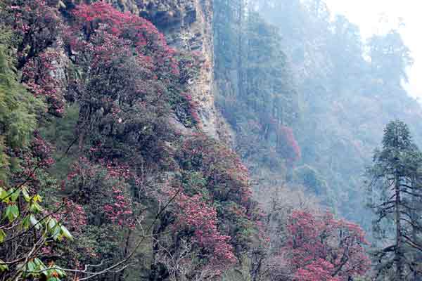 Rhododendron arboreum at 2800 m.