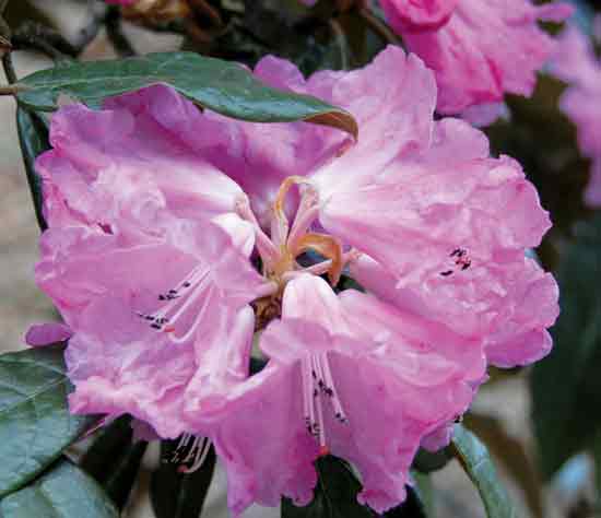 Rose-pink form of R. coeloneuron