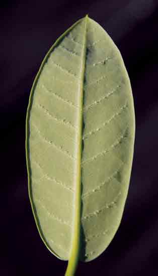 Underside of an R. hookeri leaf