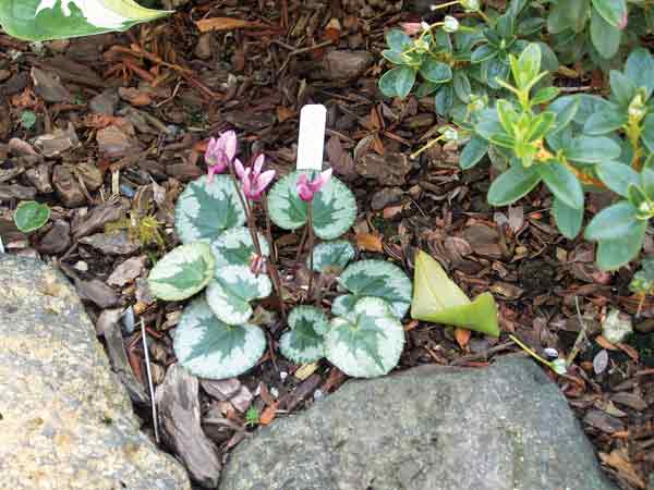 Cyclamen purpurescens