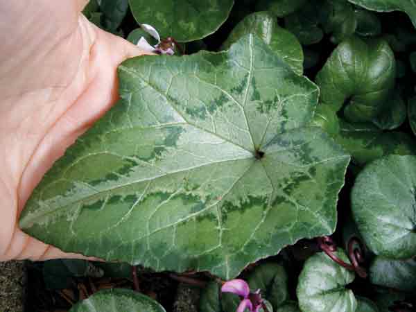 Cyclamen hederifolium leaf