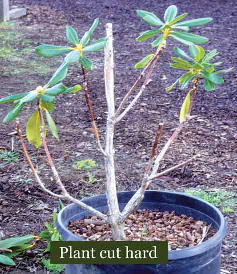 Fig. 5. Plant cut hard.