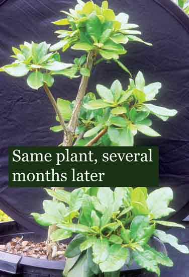 Fig. 6. Same plant, several months later.