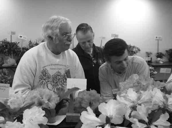 Rhododendron show judging