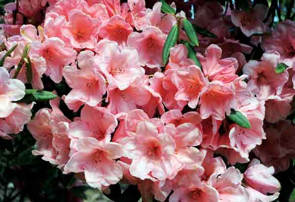 Rhododendron 'The Pink Ribbons'