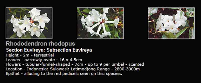 examples from the website for 
Rhododendron rhodopus