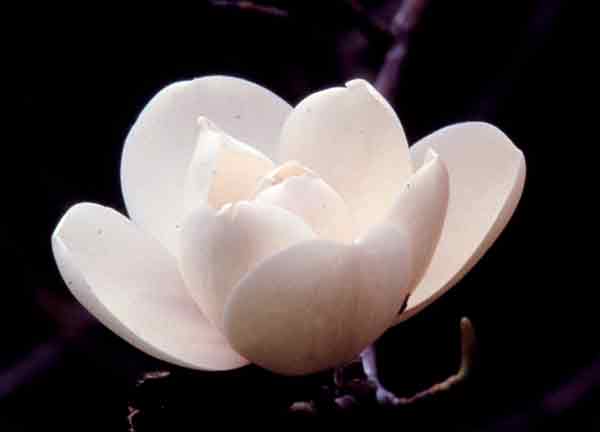 Magnolia campbelli var. alba