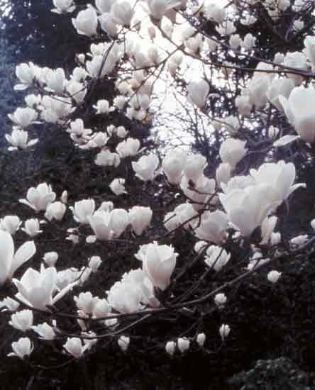JARS v64n3 - The Magnolias: Companion Plants for Rhododendrons | Virginia  Tech Scholarly Communication University Libraries