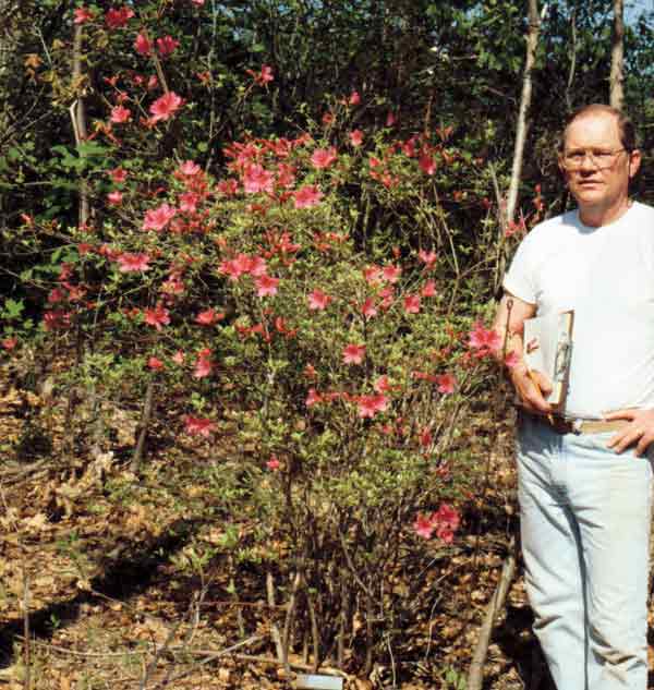 The late Dick West 
standing beside 'Alexandria' in the Azalea Woods at the Glenn Dale Plant 
Introduction Station