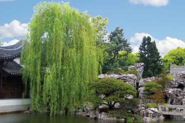 Salix at the the Chinese Garden 
in Portland