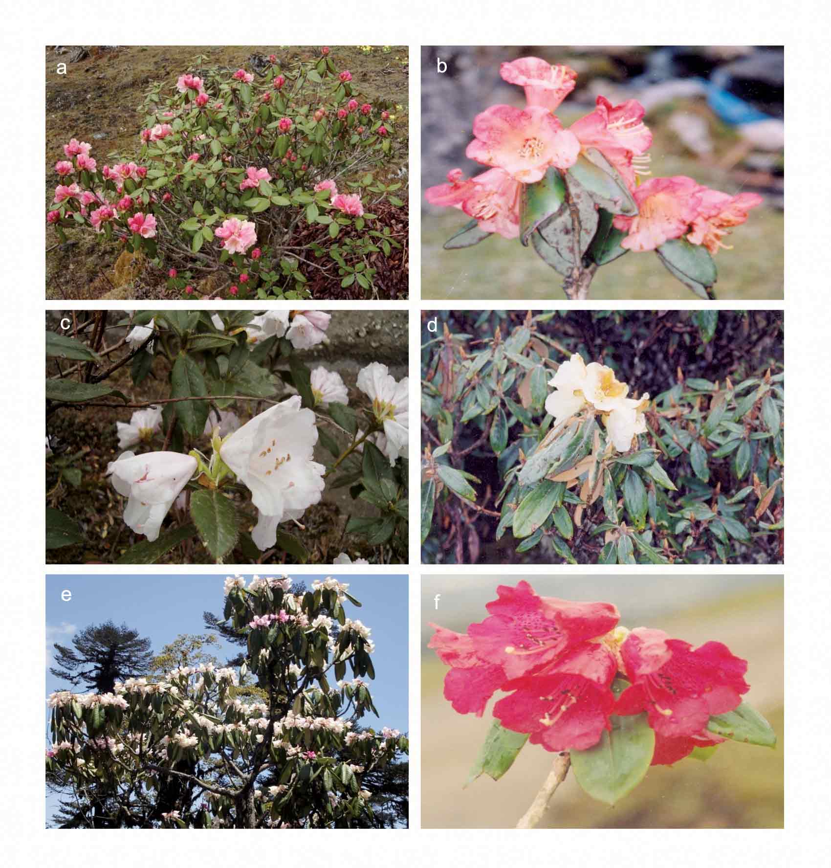 Some Rhododendron taxa occurring 
in western Arunachal Pradesh