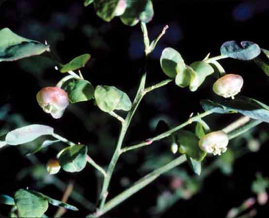 V. parvifolium flowers