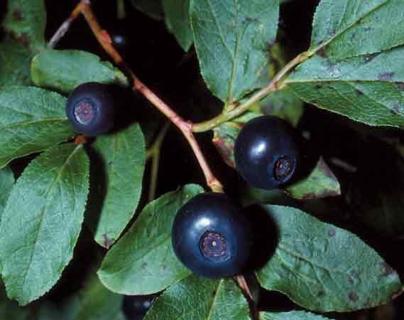 V. membranaceum berries