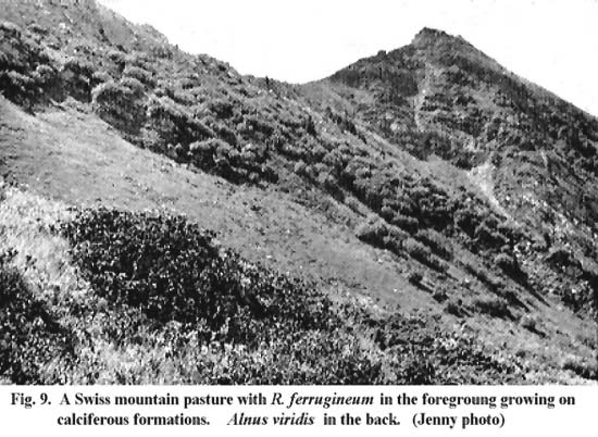 R. ferrugineum in swiss mountain pasture