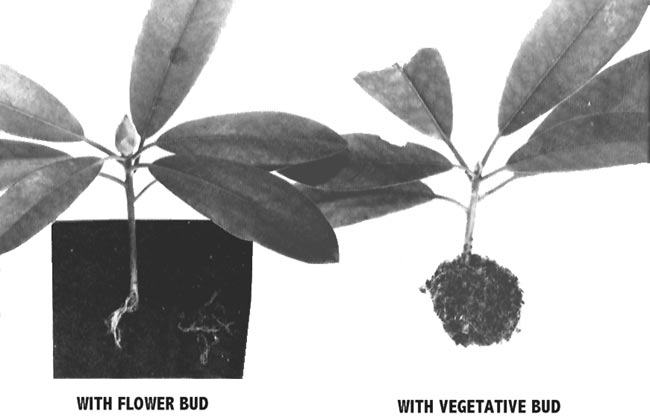 Rooting response of Rhododendron maximum roseum cuttings as  
