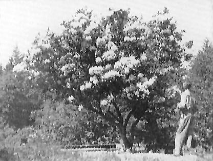Hardy rhododendron hybrid, uncared for fifty years, in bloom 1952