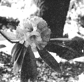 R. arboreum roseum