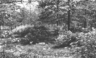 Native azaleas in the National Arboretum