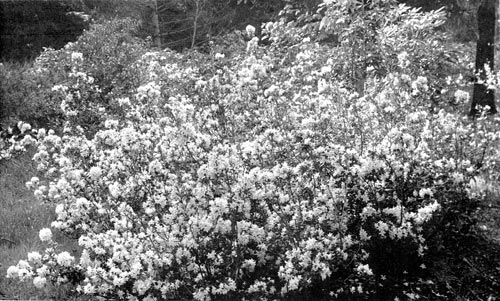 Massed planting of <i>R. racemosum