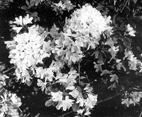 R. racemosum F. 19404