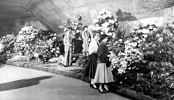 1955 Seattle Rhododendron Show